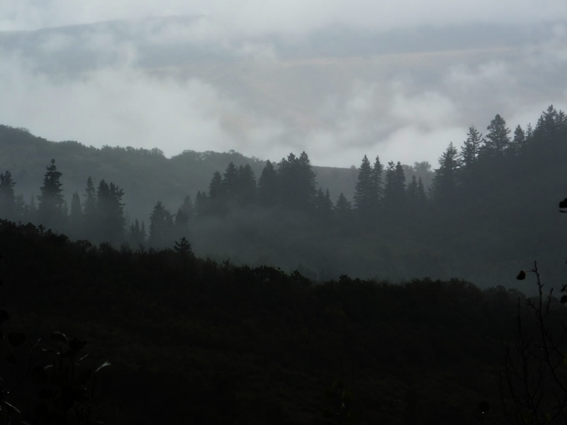 fog lifting through pines
