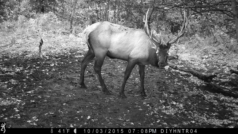 Bull elk on trail camera