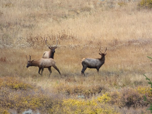 Bull elk at wallow