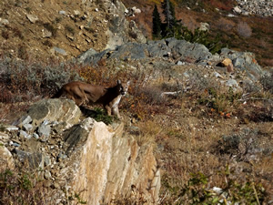 Mountain Lion with cut face