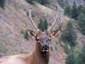Spike Elk up close