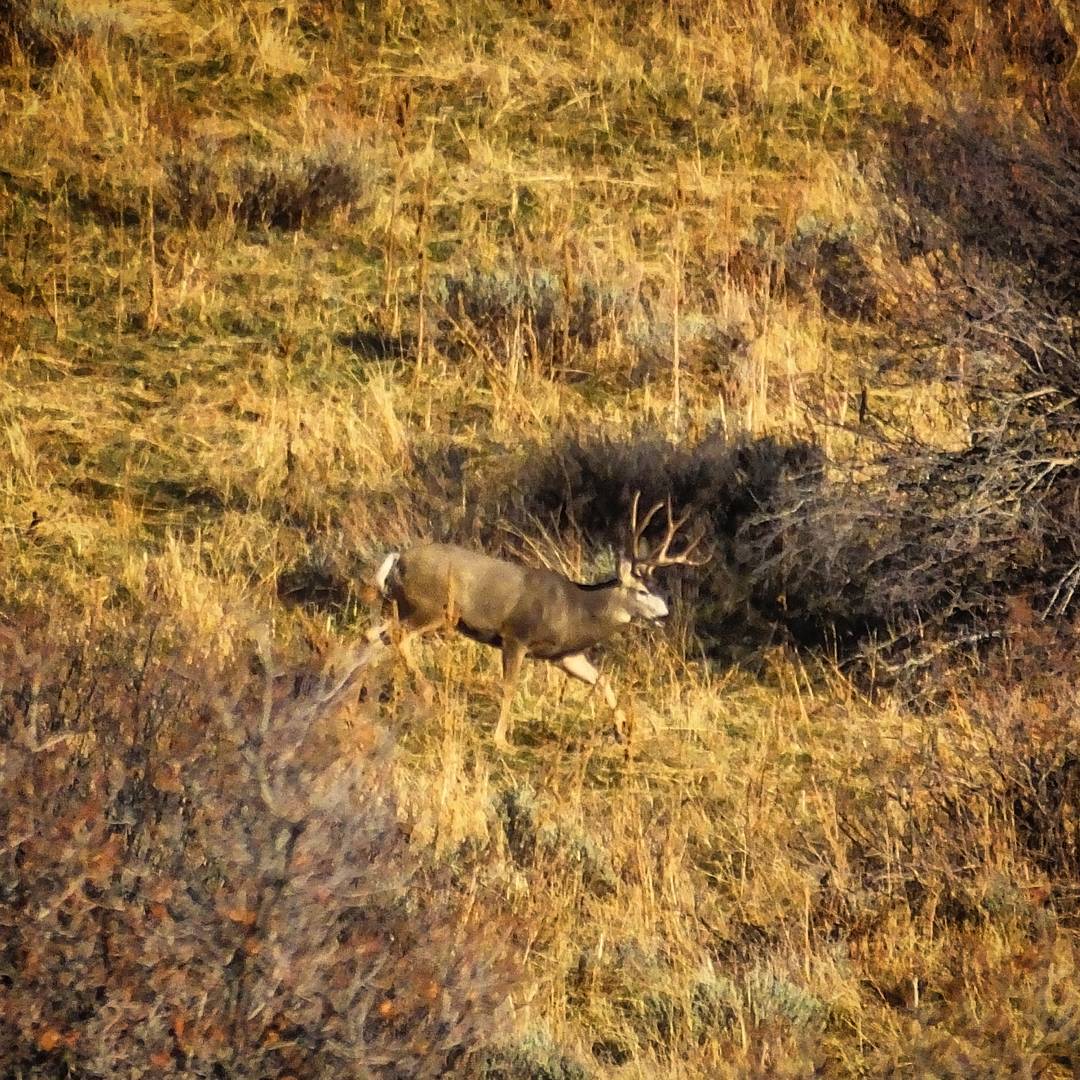 Nice mule deer buck