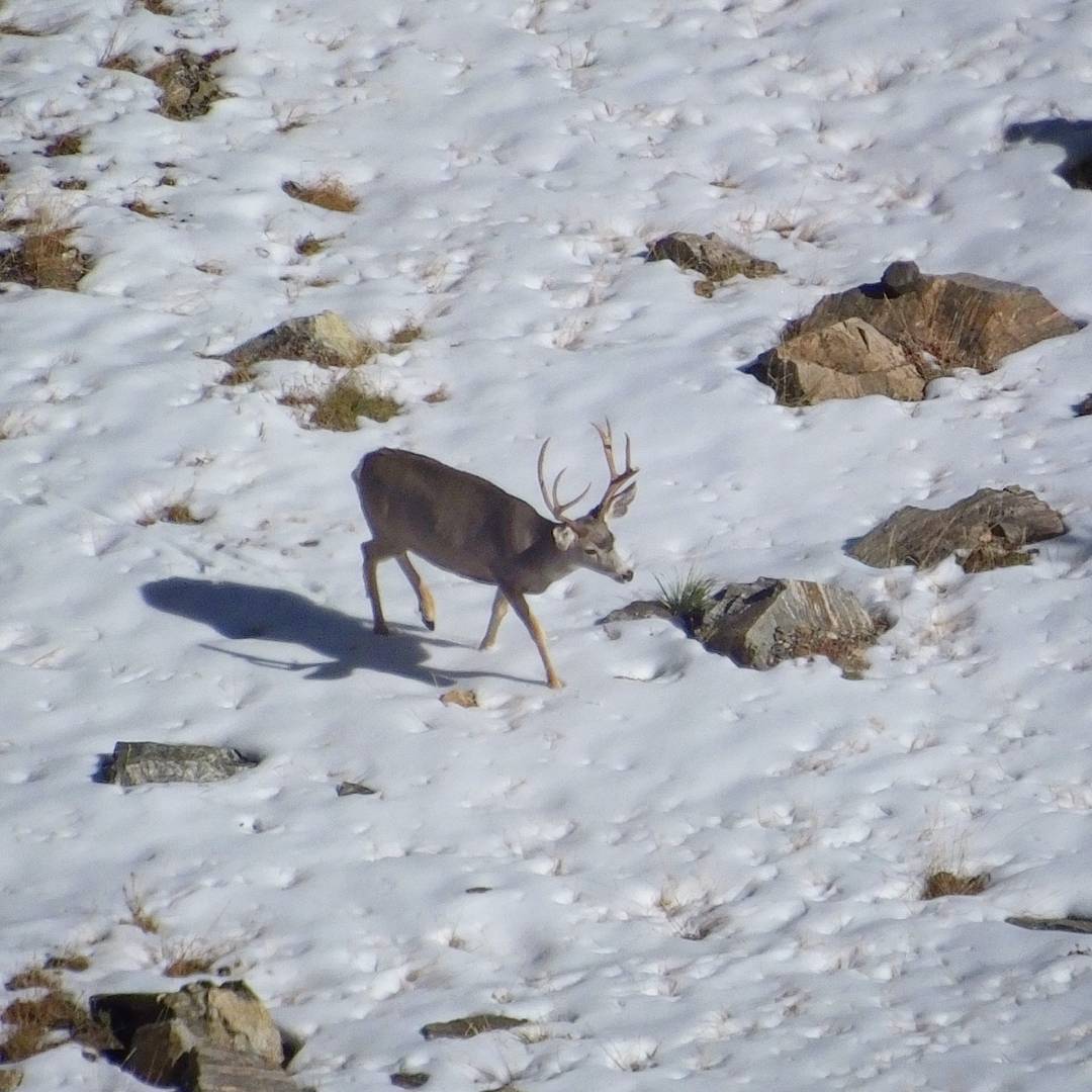 Another buck in the snow below us.