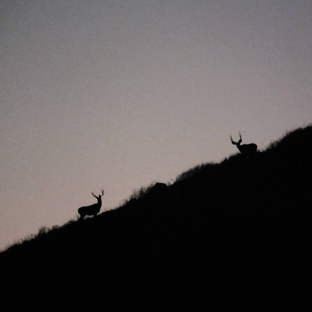 Couple bucks at sunset.