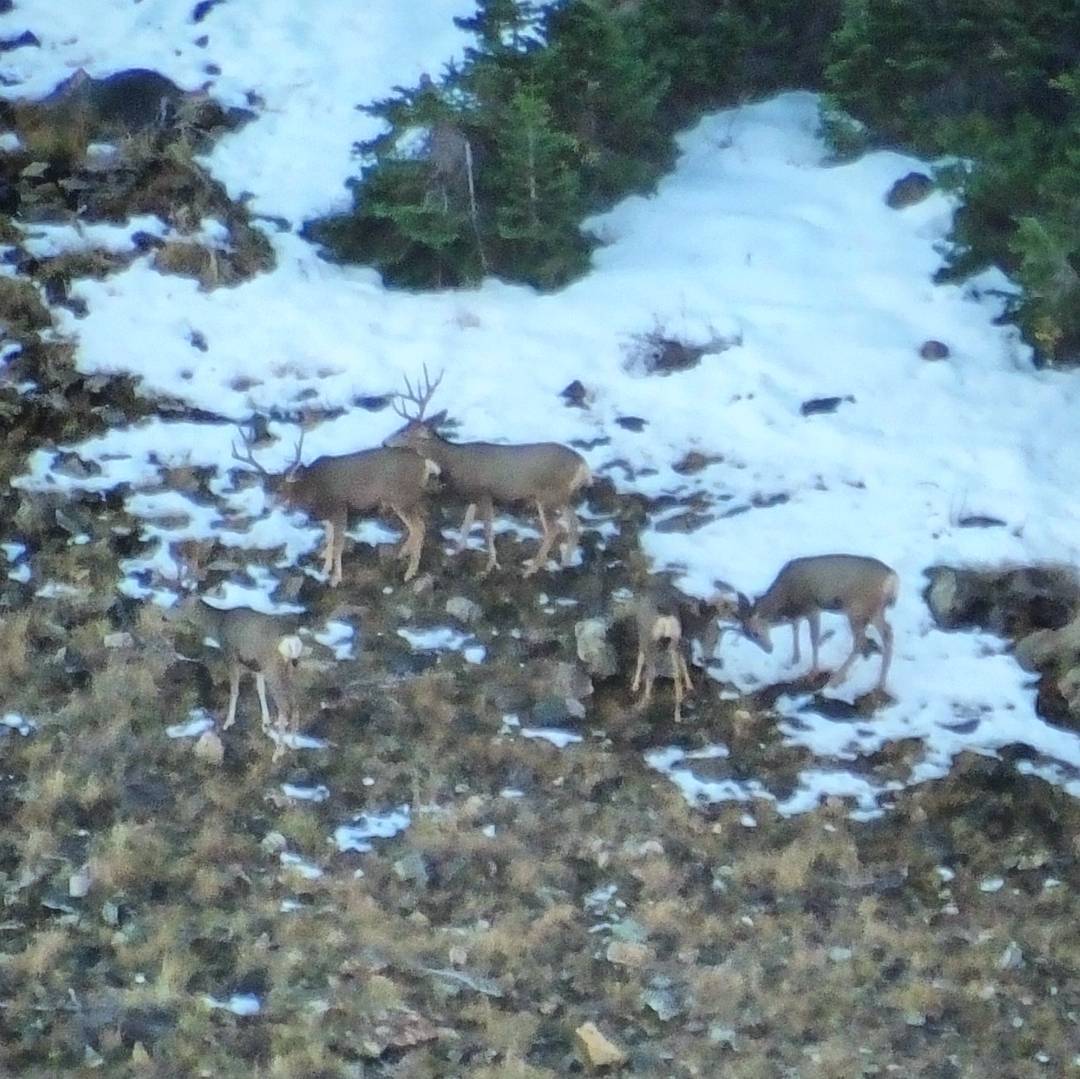 Group of several bucks on a CWMU.