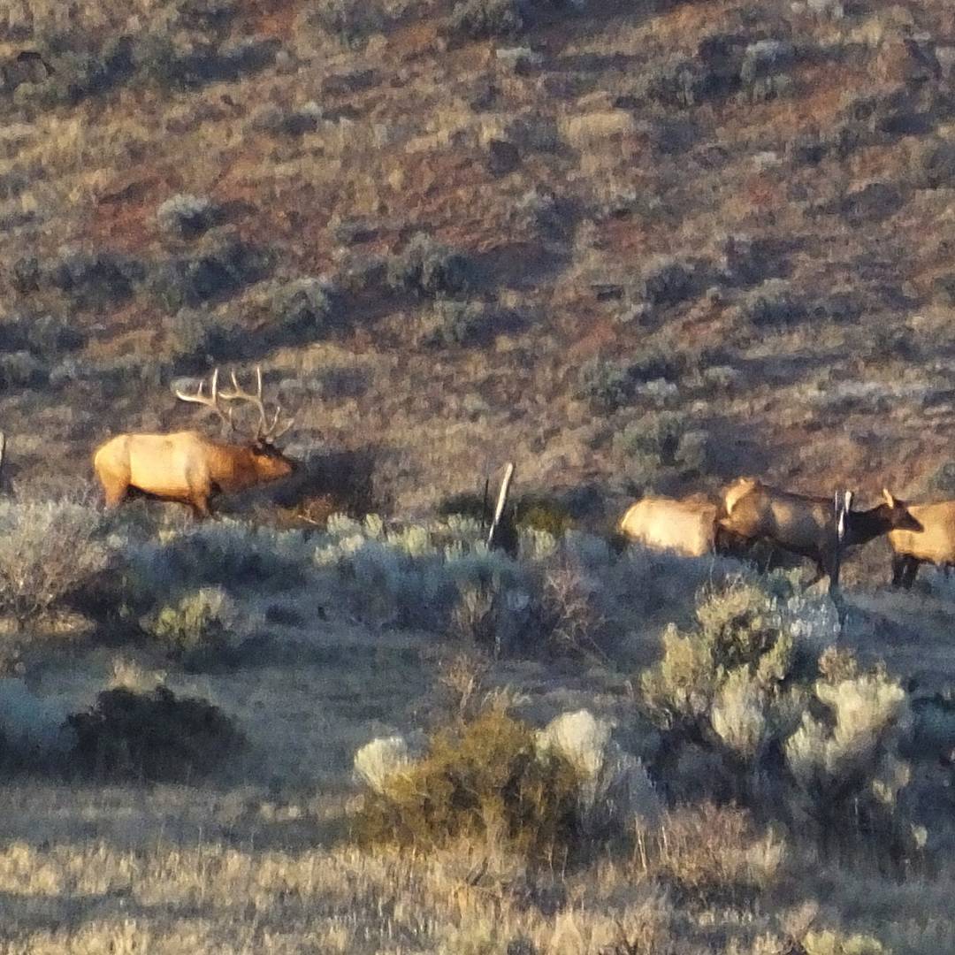 Elk just over the fence.