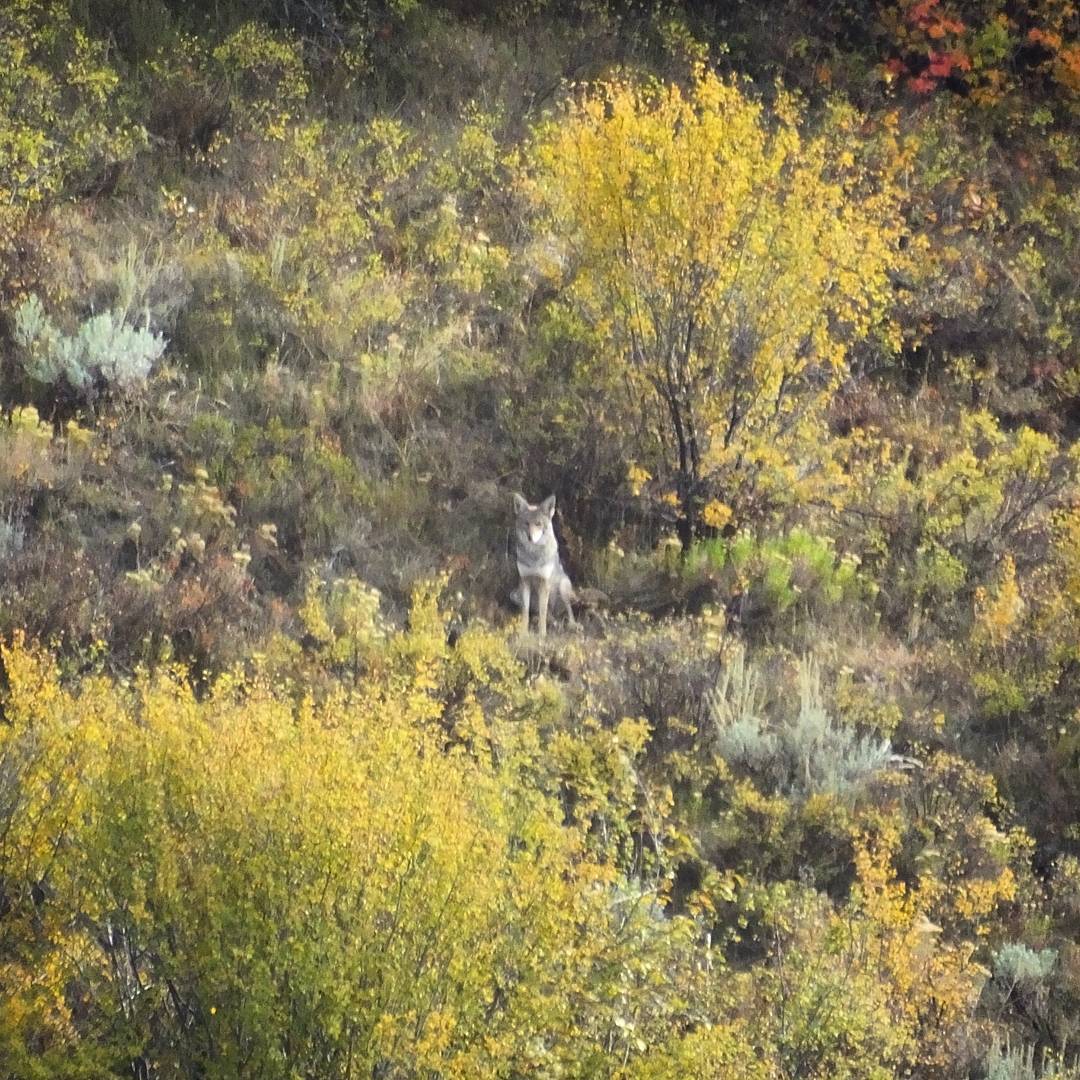 Coyote watching us.