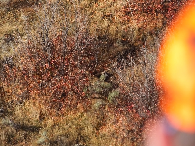 Landen looking at his downed mule deer accross the canyon.