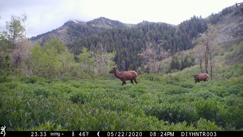 HD image of a Elk from a Browning Defender Wireless Cellular Trail Camera