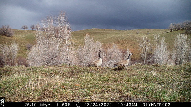HD image of  Canada Geese from a Browning Defender Wireless Cellular Trail Camera