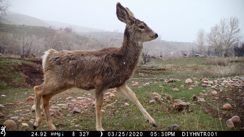 HD image of a Mule Deer Fawn from a Browning Defender Wireless Cellular Trail Camera