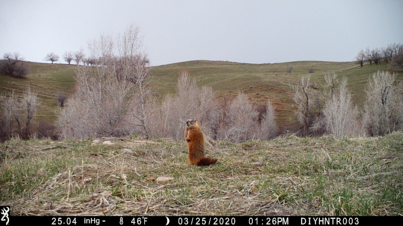 HD image of a Rock Chuck from a Browning Defender Wireless Cellular Trail Camera