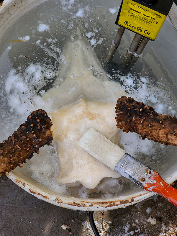 Bucket Heater bleaching DIY European Mule Deer Skull Mount
