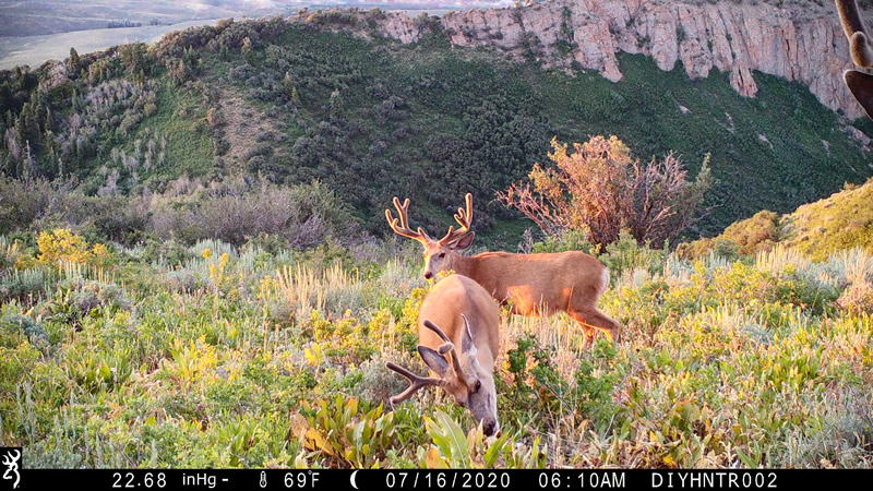Mule Deer Browning Cellular Trail Camera
