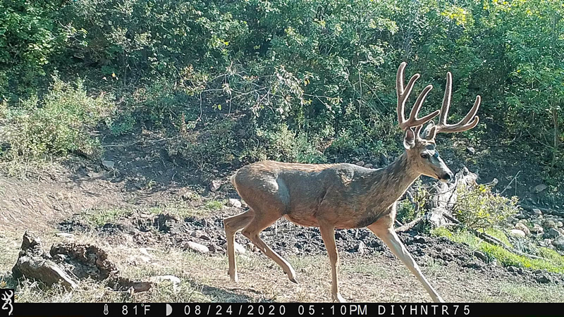My number 1 buck on Browning Trail Camera
