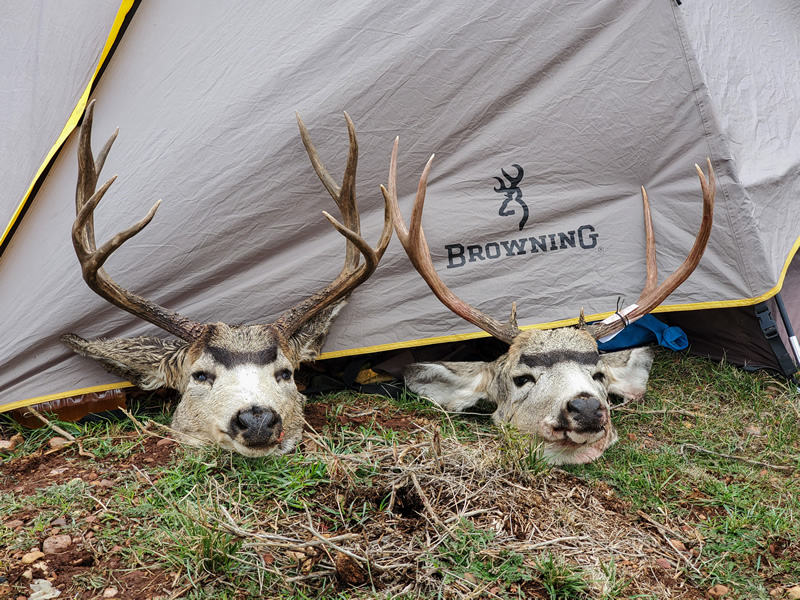 Two Utah 2021 mule deer bucks at Browning tent.