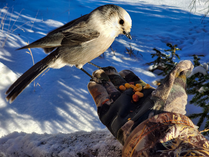 Canada Jay eating from my hand while elk hunting in the Uinta mountains.