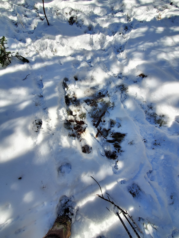 Extremely fresh elk bed in the snow.