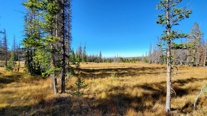 Hunting in a meadow in the Uinta mountains.
