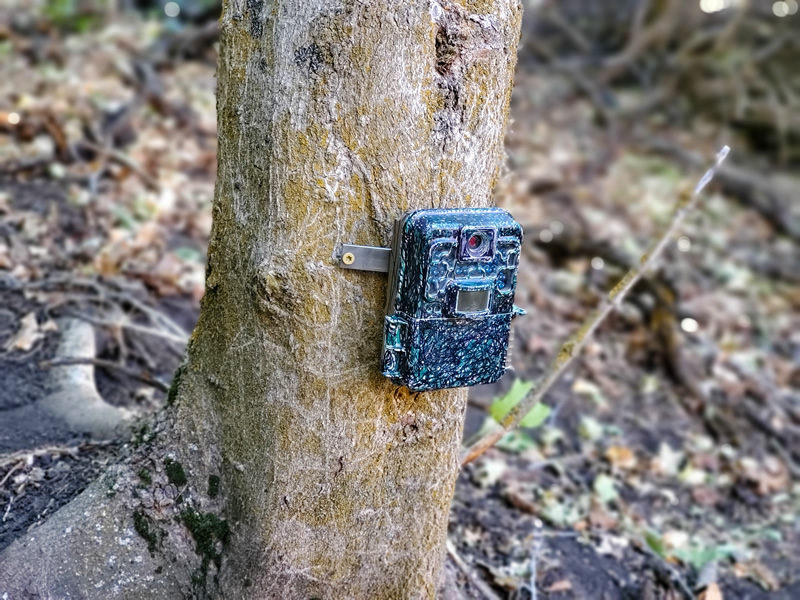 Browning Trail camera mounted to tree with metal strap and colored with markers.