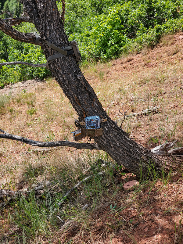 Browning Trail camera mounted to tree with metal strap and set at an angle to the tree.