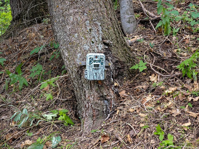 Browning Trail camera mounted to tree with metal strap and set at an angle on the base of a pine tree.