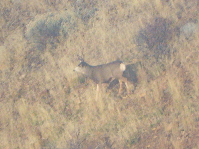 The buck Kaden takes earlier in the day.