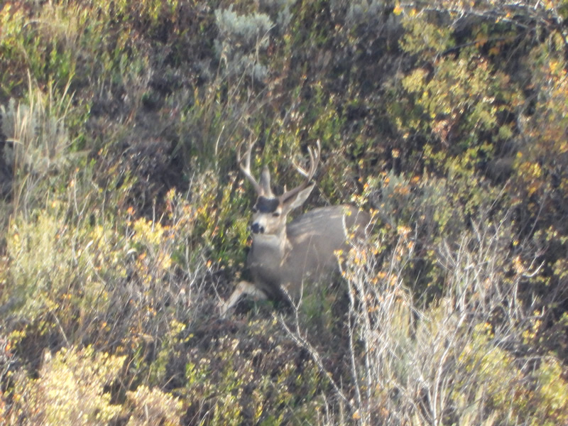 My 2022 muzzleloader mule deer buck shortly before I take the shot.