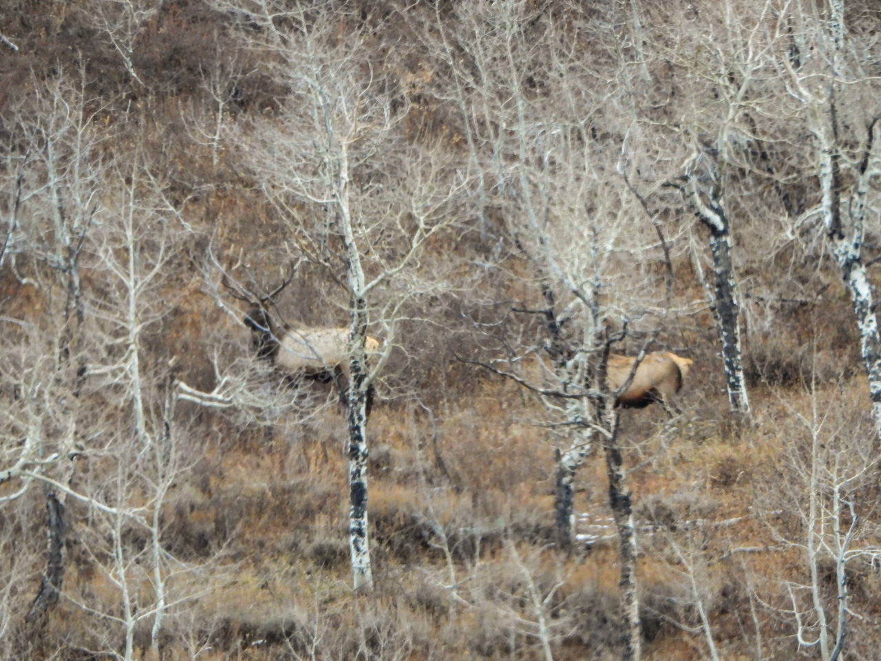 Bull elk on Durst Mtn.