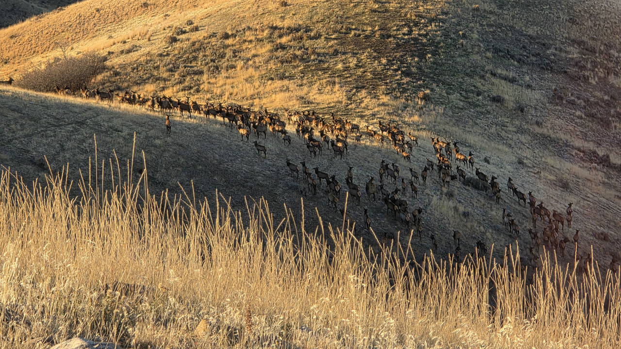 Some of the elk we saw while hunting Durst Mtn.
