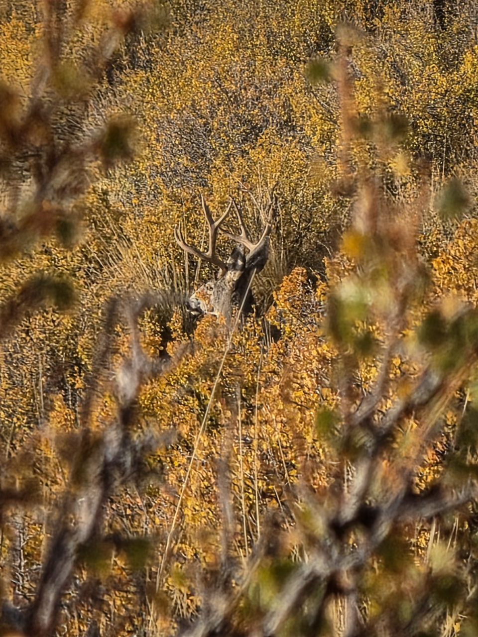 Bedded buck on Mt Ellen