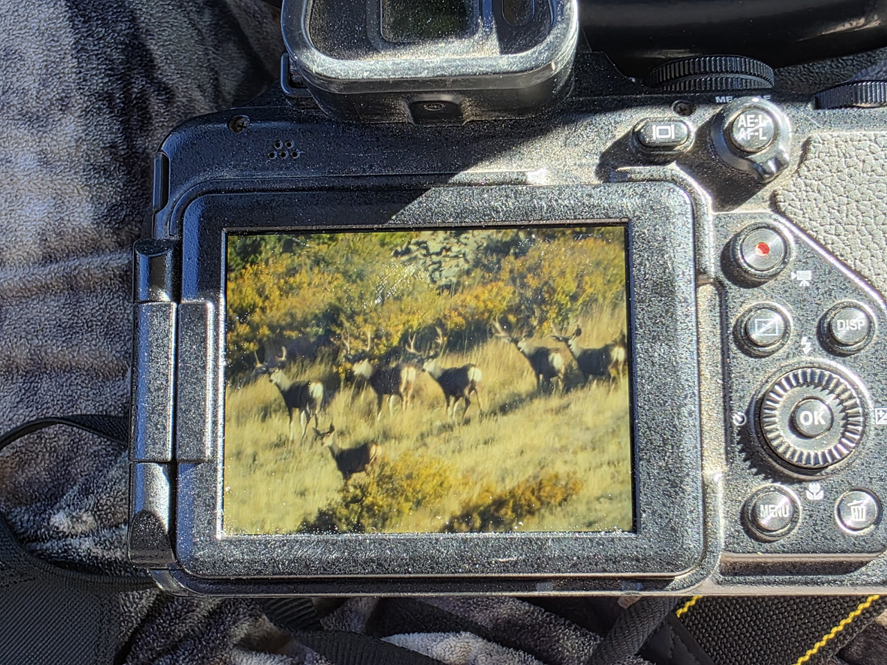 Group of buck on Mt Ellen two days for the season.