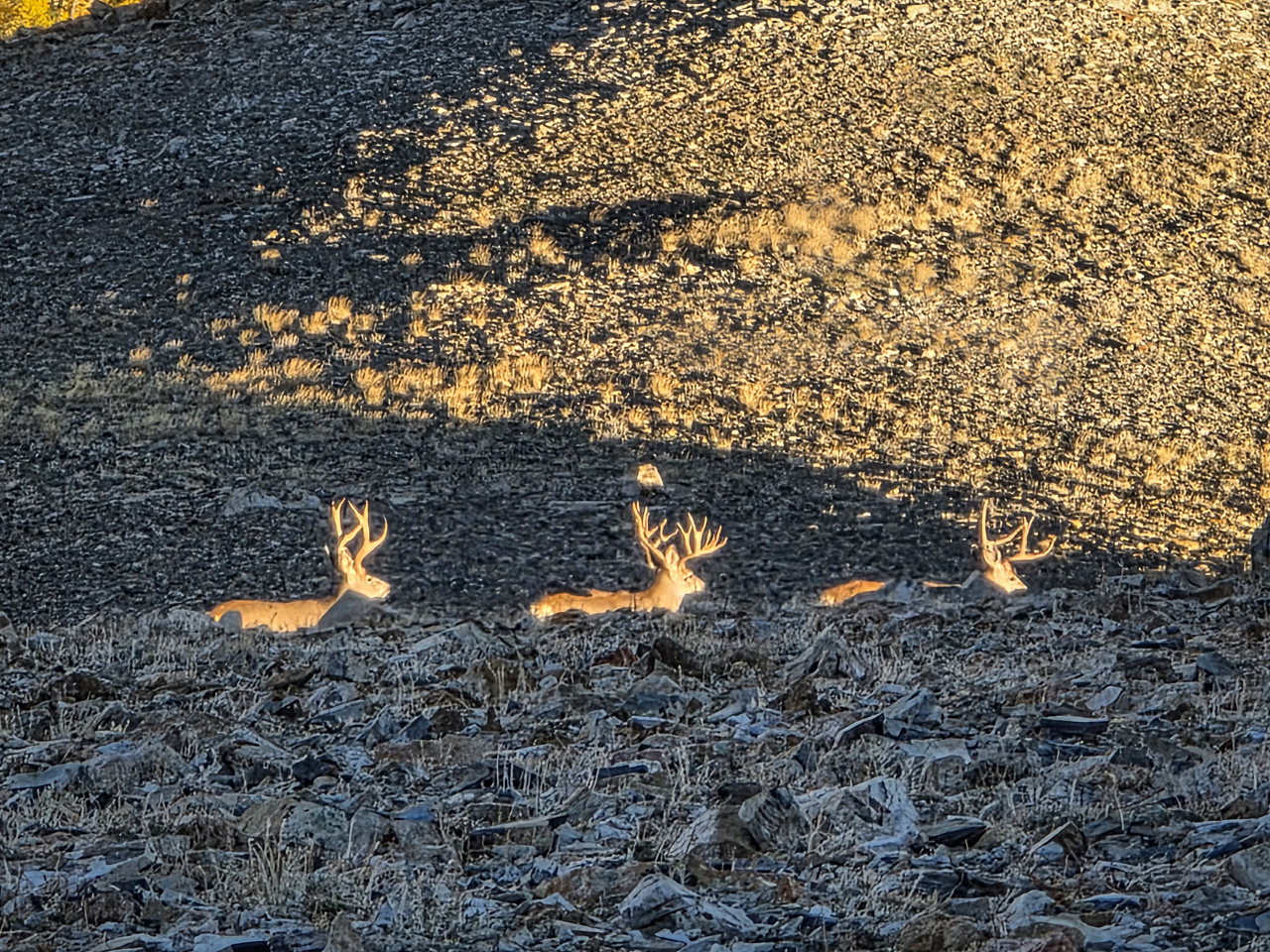 3-point with other bucks opening morning