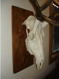 European elk skull mount