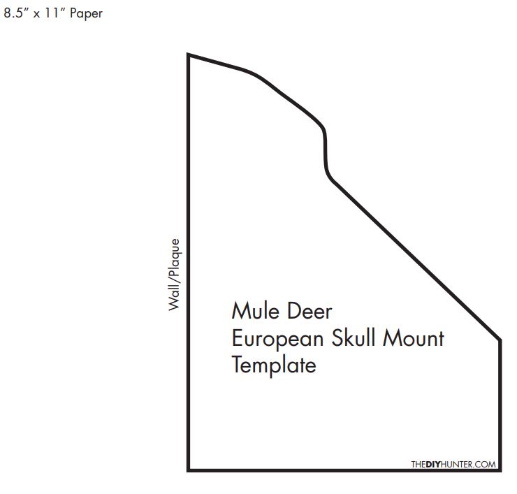 Homemade DIY Mule Deer European Skull Mount Template